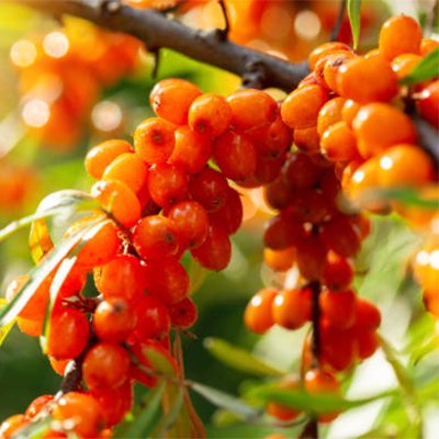 sea buckthorn oil