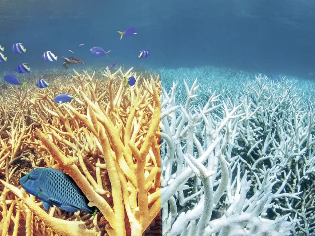 Reef Safe Sunscreen Brands: Private-Label Guide For Clean, Ocean-Friendly Lines