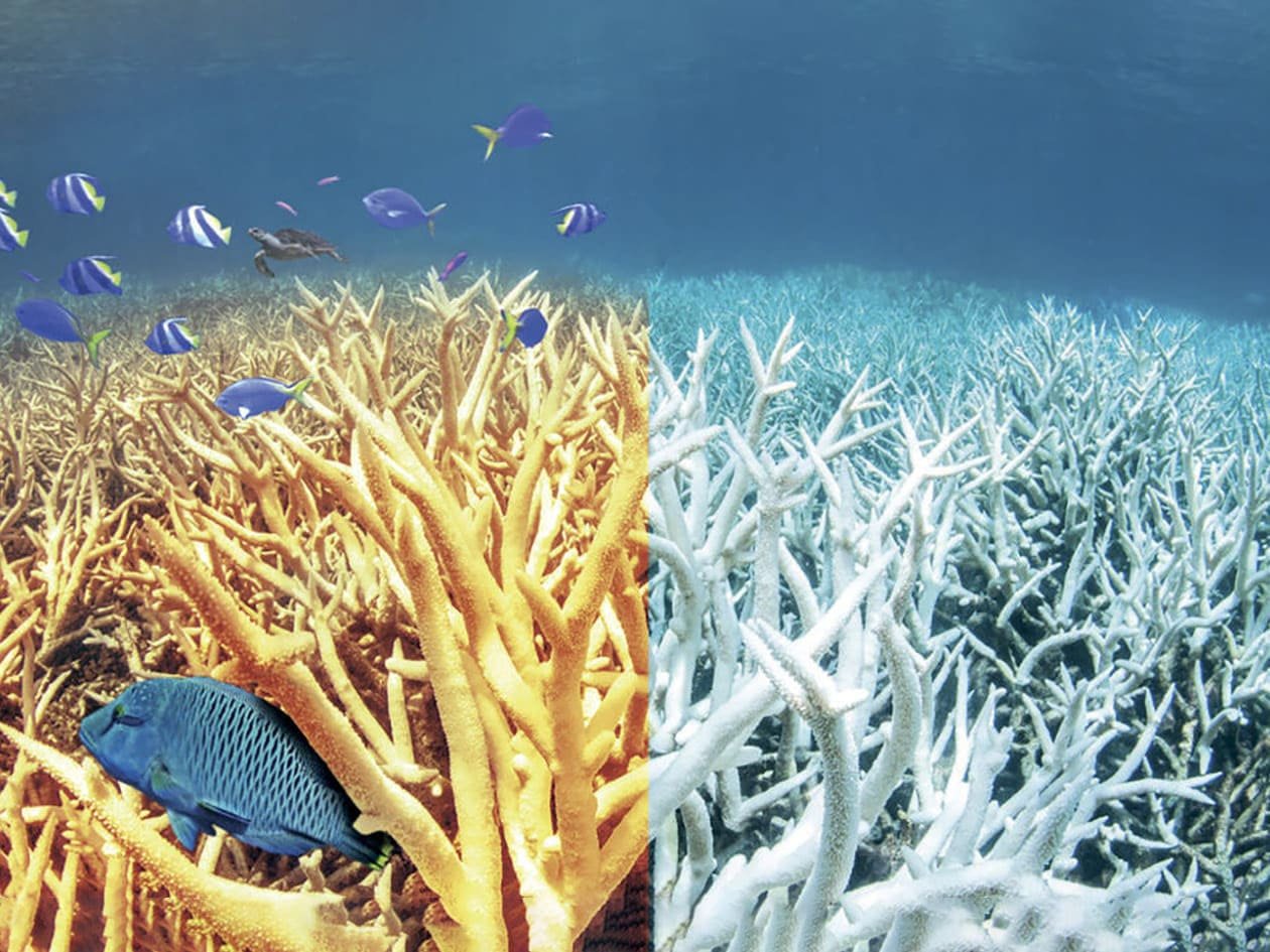 Reef Safe Sunscreen Brands: Private-Label Guide For Clean, Ocean-Friendly Lines