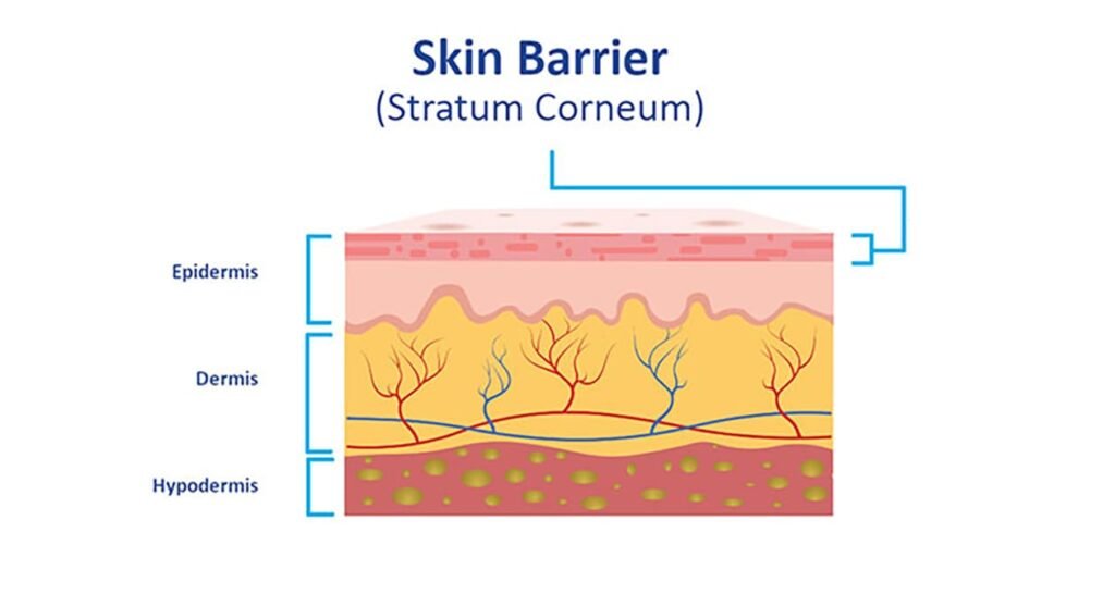 What is the skin barrier