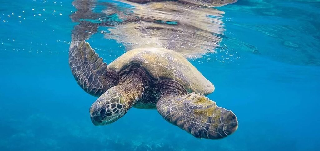 Which packaging is ocean-friendly?